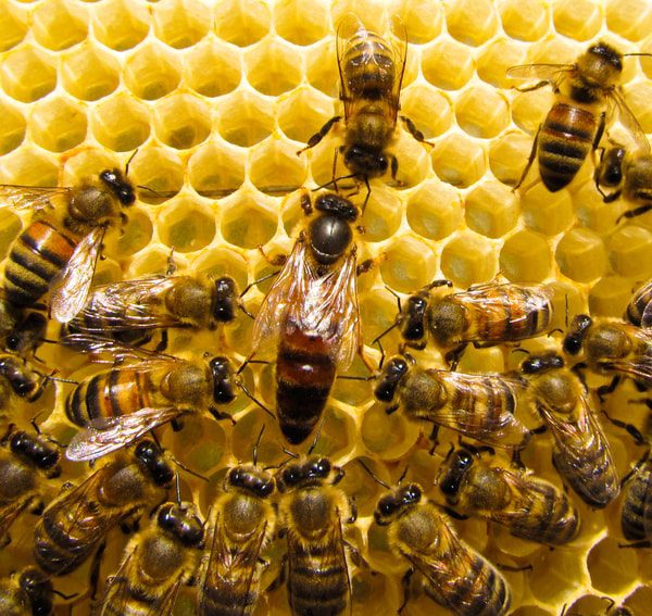 شگفتی دانشمندان از زنده ماندن زنبورهای ملکه در زیر آب
