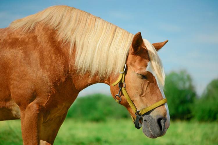چرا اسب‌‌ها ایستاده می‌خوابند؟