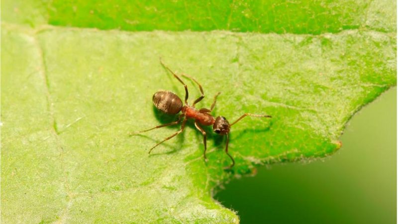 یک تحقیق جدید نشان می‌دهد که مورچه‌ها می‌توانند سلول سرطانی را بو بکشند.