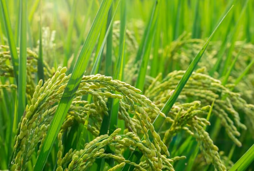 یک کشف جالب درباره برنج | گیاهان ایمن می‌شوند
