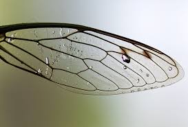 ساخت فناوری‌های خودتمیزکننده با الهام از بال حشرات
