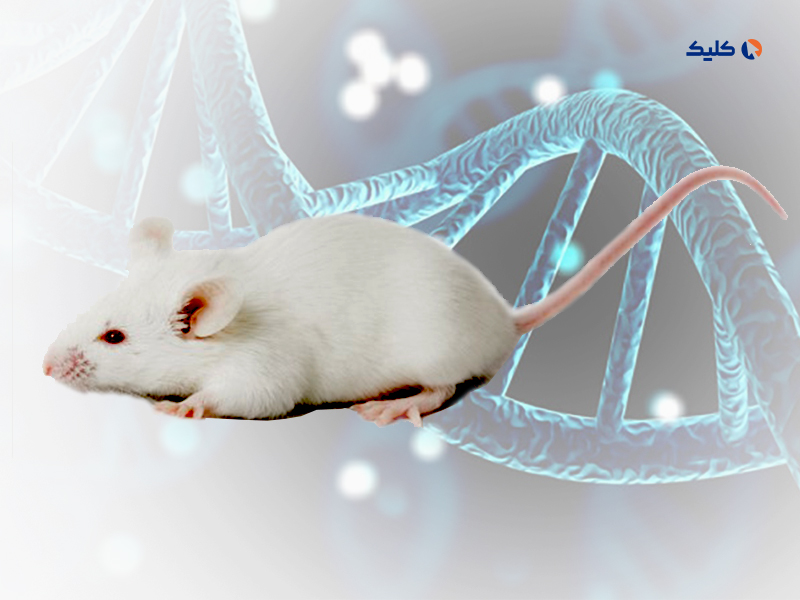 افزایش طول عمر موش‌ها با بازنویسی ژن‌ها

