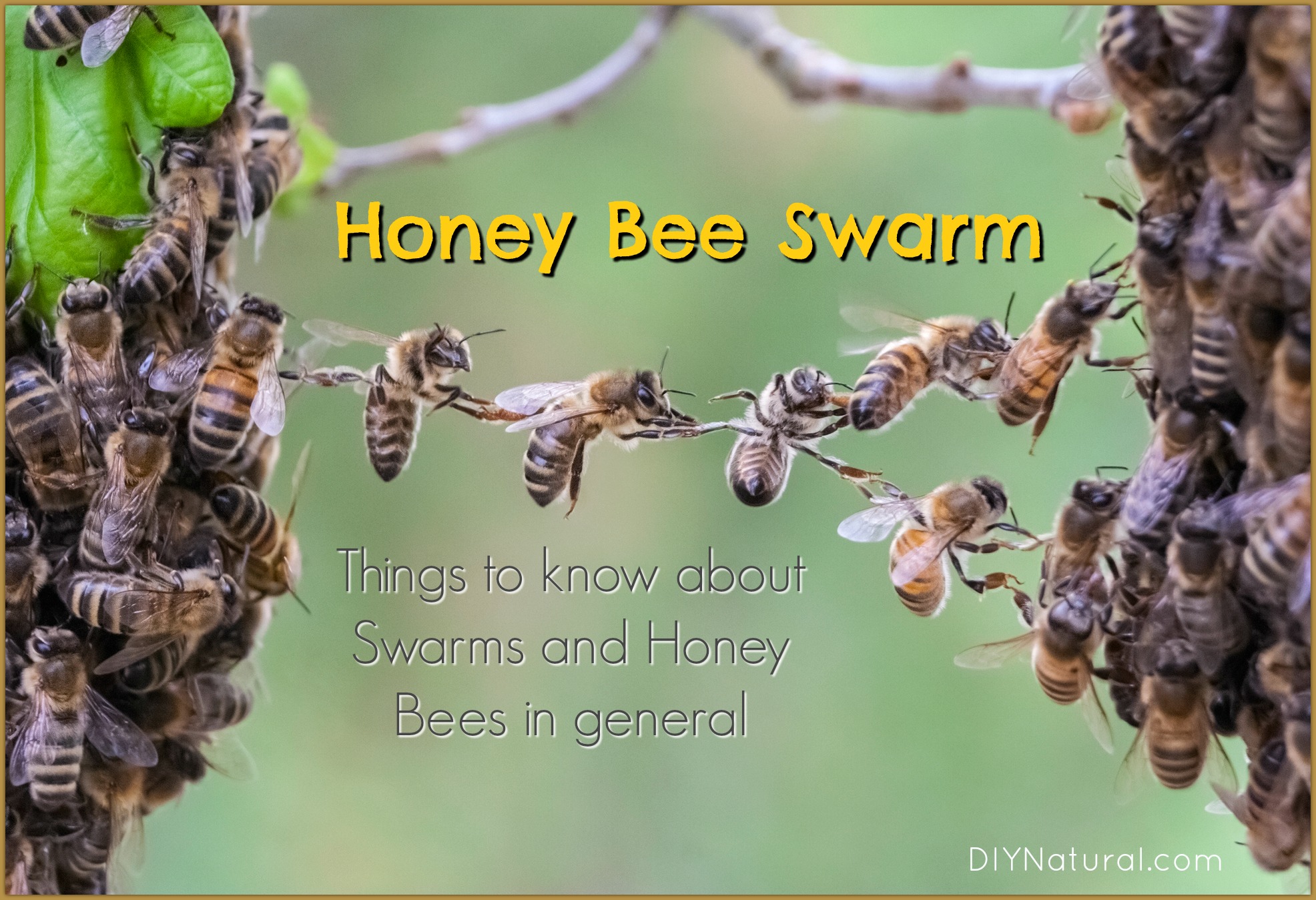 پنج کار شگفت انگیزی که زنبور عسل می‌تواند انجام دهد!
