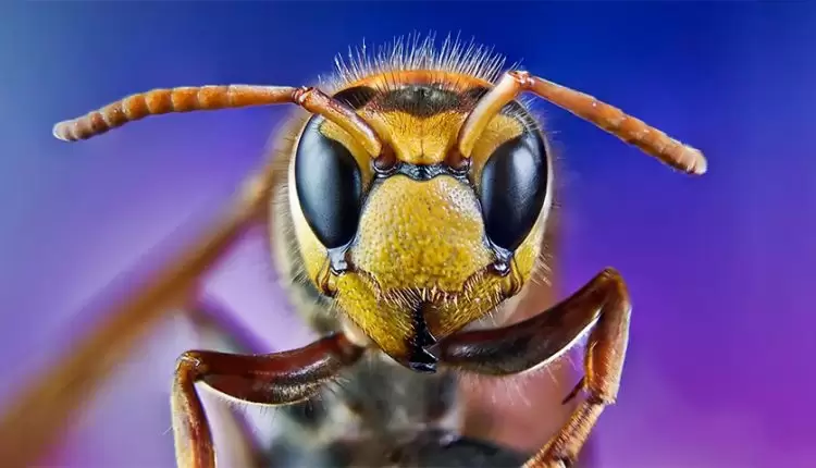 با کشنده ترین حشرات دنیا آشنا شوید
