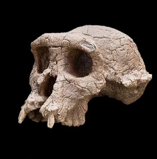 اجداد انسان در اروپا تکامل یافته‌اند نه آفریقا!
