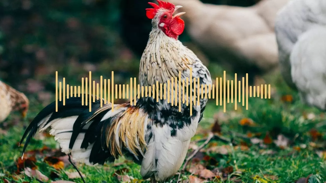 محققان ژاپنی توسط هوش مصنوعی با مرغ‌ها صحبت کردند! 