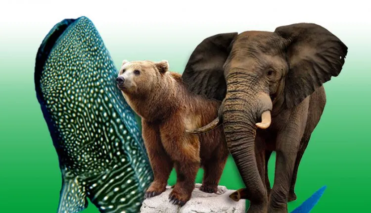 با 10 مورد از بزرگترین حیوانات جهان آشنا شوید
