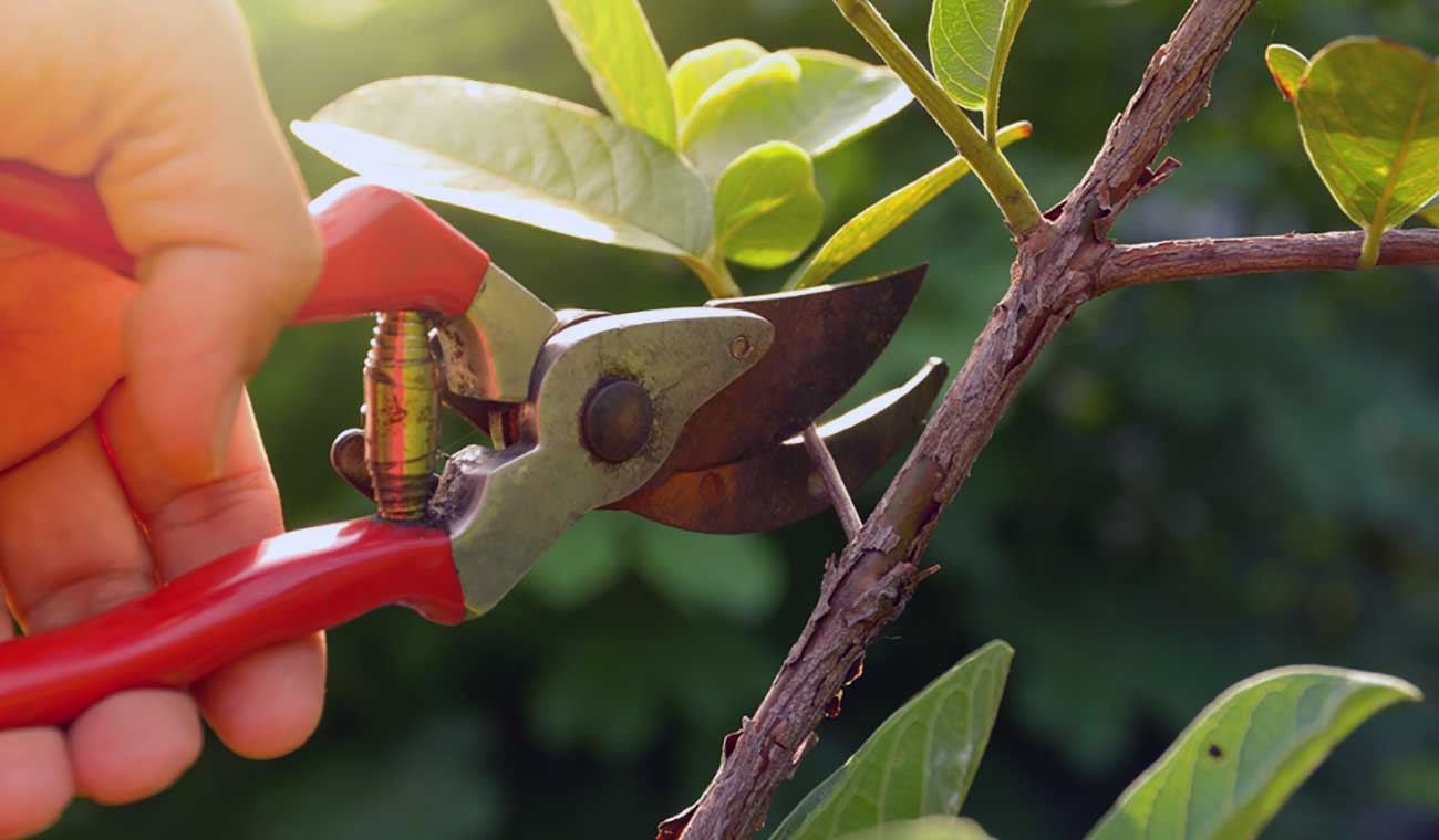 طراحی ربات فینیکس برای هرس درختان میوه
