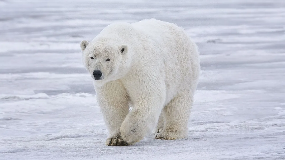  الهام از خرس قطبی برای تولید لباس‌های گرم