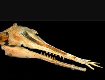 رازهای دلفین ترسناک ۲۵ میلیون ساله با دندان‌های عجیب
