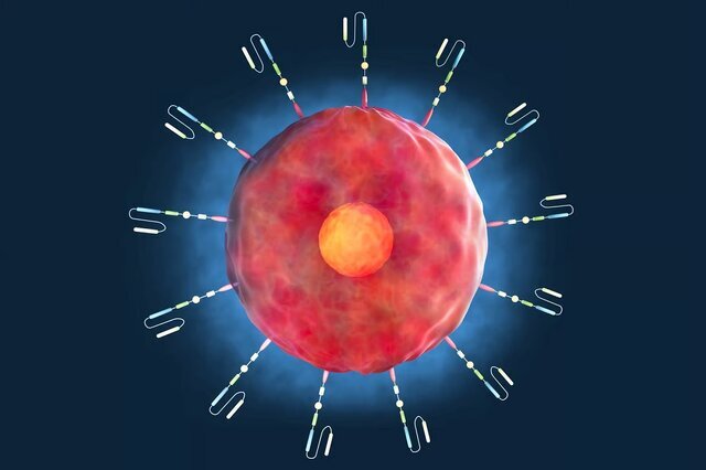 سلول های T، راز و اکسیر جوانی در بدن انسان