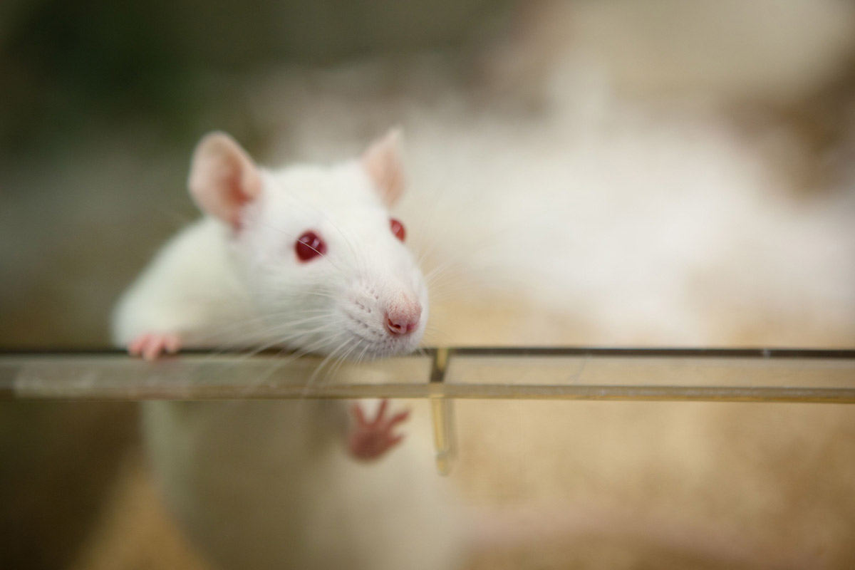 محققان از طریق جوان‌سازی، مدعی شکستن رکورد افزایش عمر یک موش آزمایشگاهی شدند