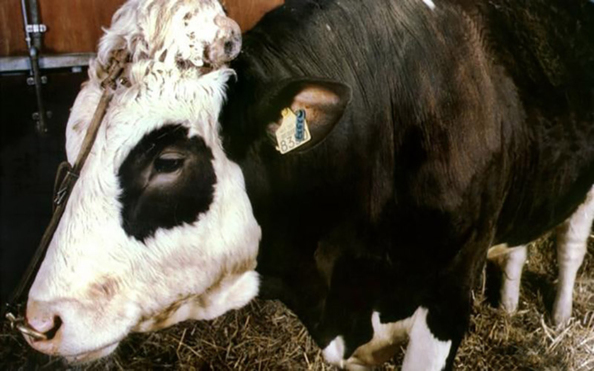 استفاده از مهندسی ژنتیک و اصلاح نژاد گاوهایی با تولید متان کمتر
