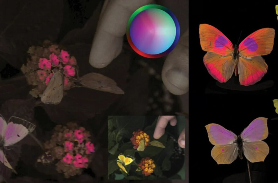 دوربینی که شکل دریافت رنگ‌ها در چشم حیوانات را نشان می‌دهد