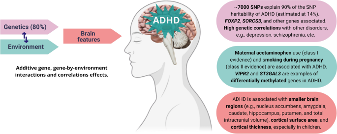 اختلال شایع ADHD بر اتصالات سراسر مغز تأثیر می‌گذارد
