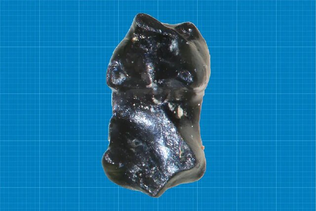 کشف فسیل ۷۳ میلیون ساله یک موش منقرض‌شده در آلاسکا
