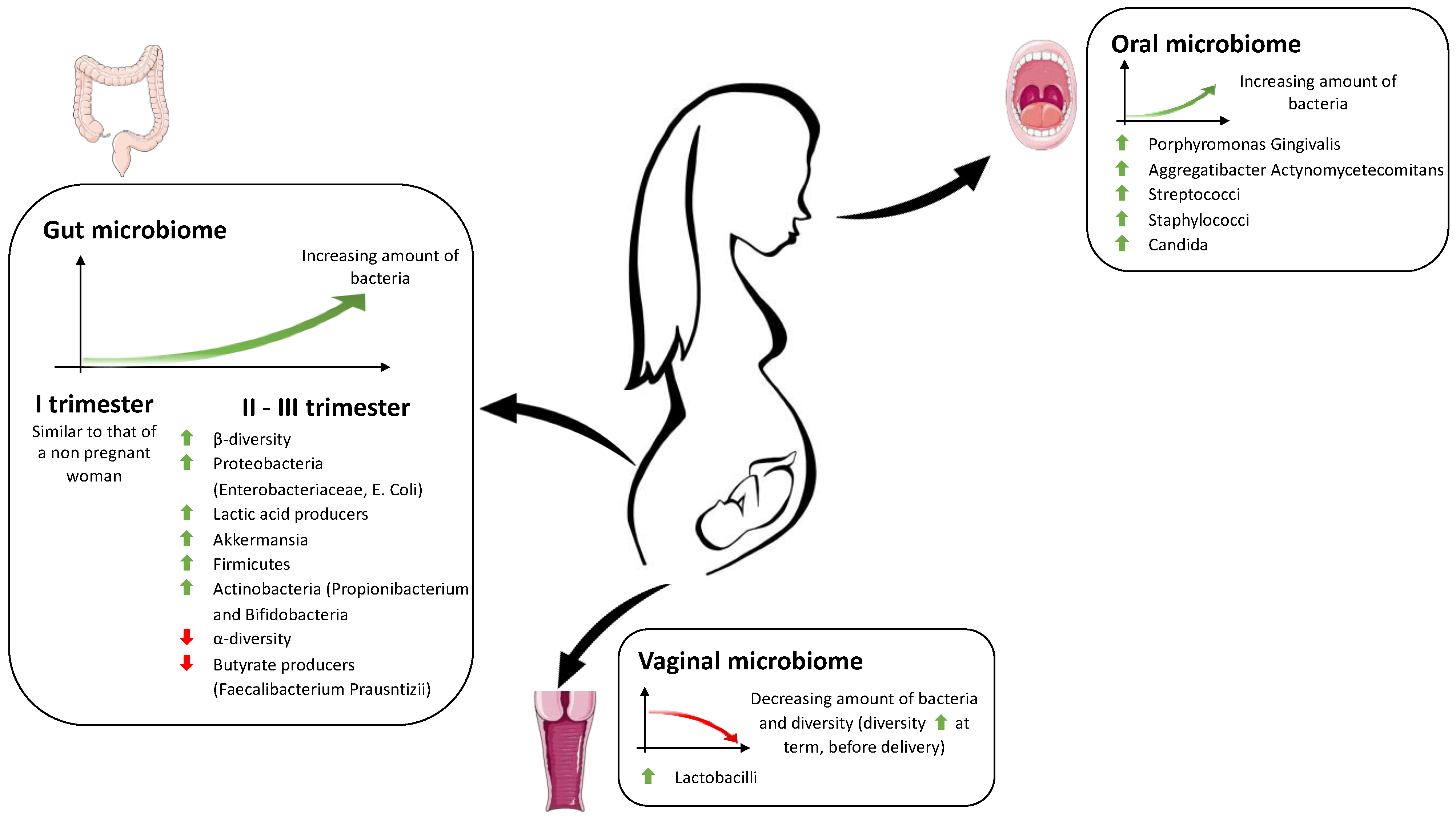 تاثیر استرس دوران بارداری بر میکروبیوم‌های روده کودک
