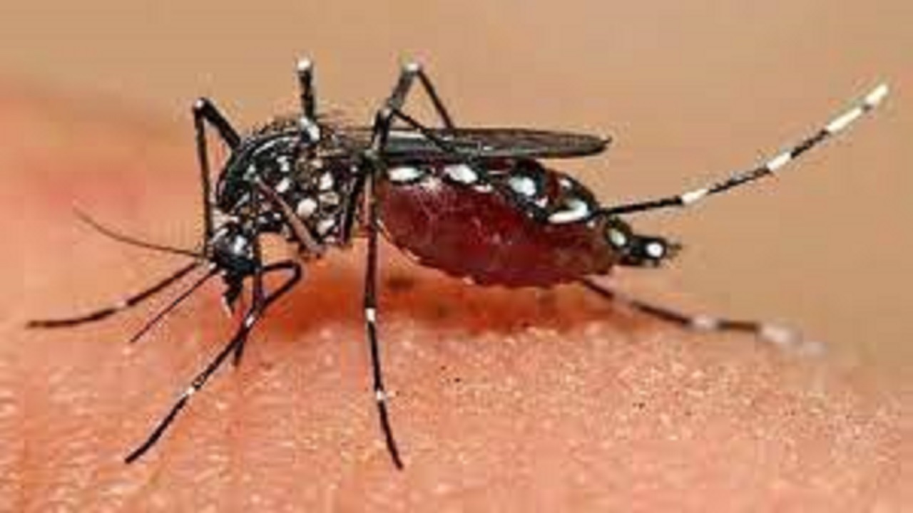 احتمال ابتلای مجدد به تب دنگی وجود دارد
