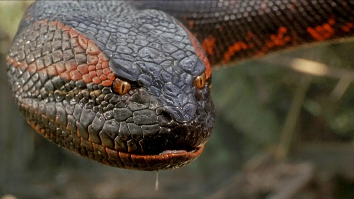 تاریخ اکران بازسازی فیلم Anaconda مشخص شد
