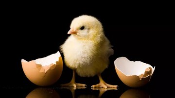 جواب سئوال : اول مرغ بود یا تخم‌مرغ؟