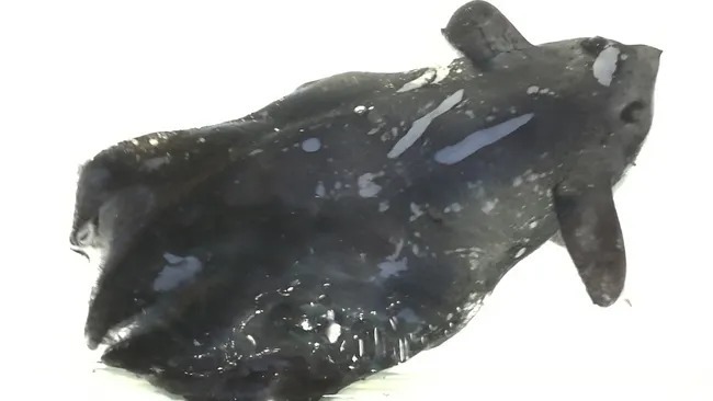 ماهی مرکب خون آشام جهنمی